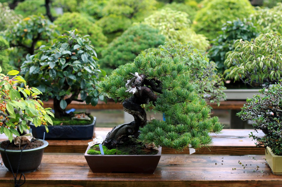 什么是盆栽?感受日本风情的盆栽魅力和历史- WA MARE